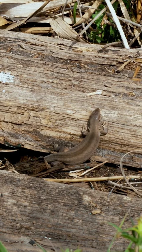 Closeup, brown lizard sits on wooden old boards. they are going to catch it with Vídeos de archivo 321013933
