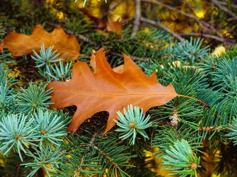 Closeup of a brown maple leaf on a pine twig Stock Photos