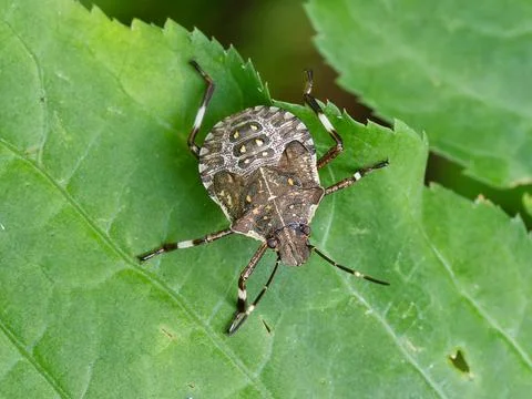 Closeup of the Brown Marmorated Stink Bug, Fotos Stock