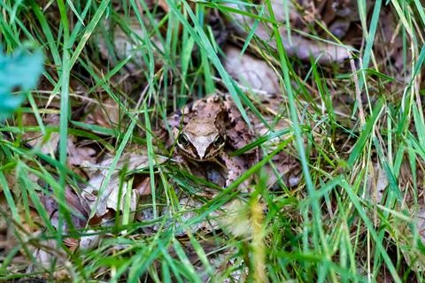 Closeup of a brown patterned frog on the rocky ground 写真素材