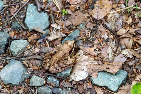 Closeup of a brown patterned frog on the rocky ground 写真素材