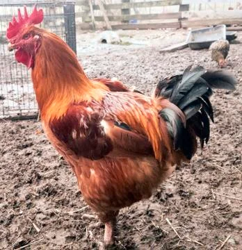Closeup of a brown rooster Stock Photos