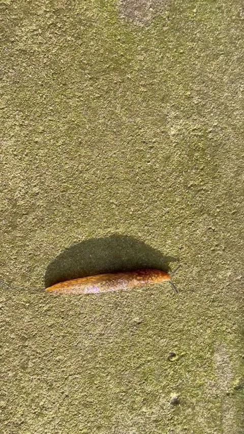 Closeup brown slug crawling textured wall casting shadow daylight macro Stock Footage 311830663