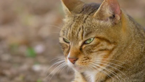 Closeup of brown tabby cat with green eyes Video stock 77760042