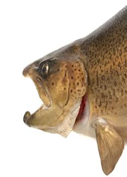Closeup of brown trout head Stock Photos