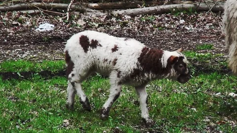 CloseUp of a brown-white lamb Video stock 105561451