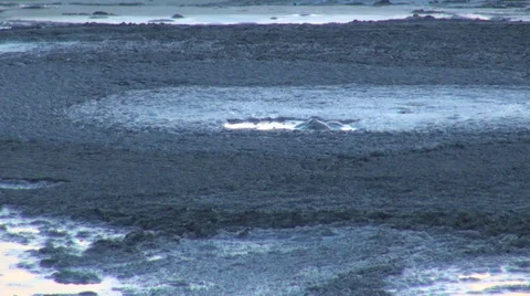 Closeup bubble boiling unique place water effect sunset twilight summer day mud Stock Footage 39362913