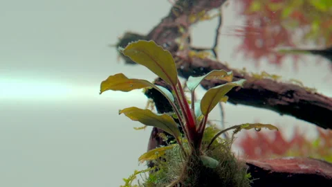 Closeup of bucephalandra aquarium plant Stock Footage 234637619