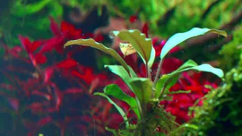 Closeup of bucephalandra aquarium plant Stock Footage 234637780