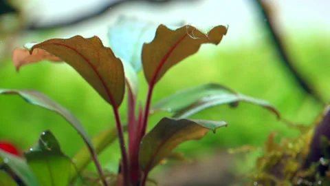 Closeup of bucephalandra aquarium plant Stock Footage 234637821