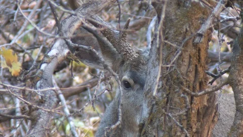 Closeup of buck peering out from behind a tree Stock Footage 112036227