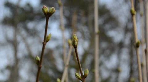 Closeup bud of lilac tree branch move in wind in early spring Stock Footage 23561333