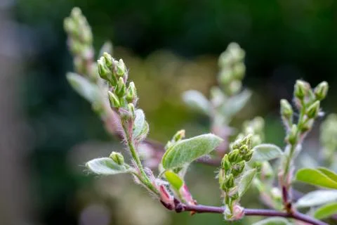 Closeup of buds of Serviceberry / snowy mespilus (Amelanchier ovalis) Stock Photos