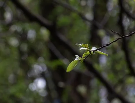 Closeup of the buds, stem and small young green leaves of sorbus latifolia. S Stock Photos