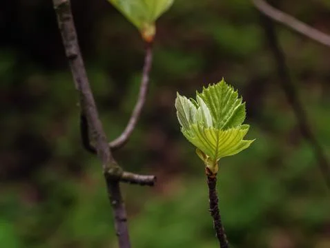Closeup of the buds, stem and small young green leaves of sorbus latifolia. S Stock Photos