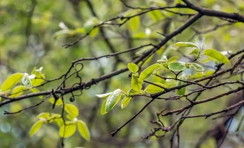 Closeup of the buds, stem and small young green leaves of sorbus latifolia. S Foto stock
