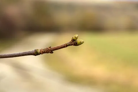 Closeup of buds on tree branches swelling in anticipation of spring Stock Photos