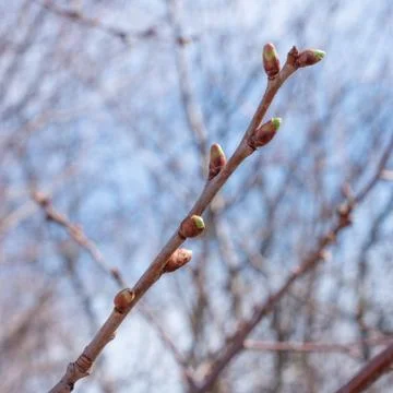 Closeup of buds on tree branches swelling in anticipation of spring. Stock Photos