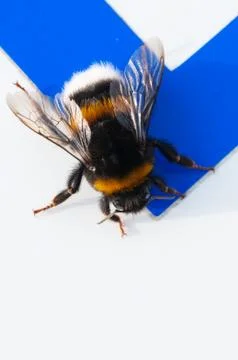 Closeup of buff-tailed bumblebee isolated on white and blue surface Stock Photos