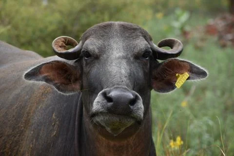 Closeup buffalo face. Stock Photos