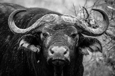Closeup of a buffalo looking toward the camera in black and white Stock Photos