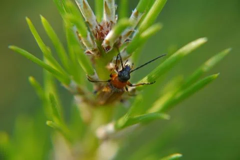 Closeup of a bug on a fresh sprout of a pine tree Stock Photos