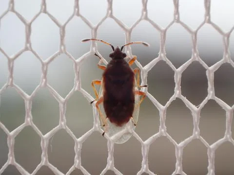 Closeup of a bug on a netting on blurred background Stock Photos