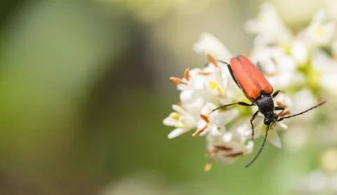 Closeup of a bug perched on a white flower 스톡 사진