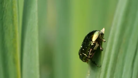 Closeup of bug sitting on plant Stock Footage 136232891
