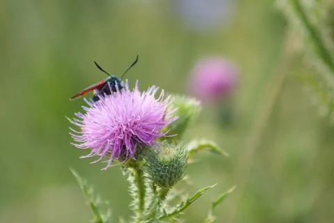 Closeup of bug on spiny plumeless thistle flower with blurred plants on backg Stock Photos