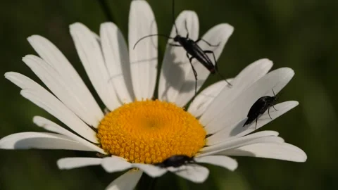 Closeup of bugs on flower Stock Footage 136302212