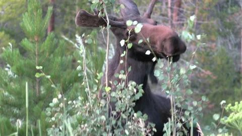 Closeup of Bull Moose Eating Browsing on Aspen Tree in Colorado Forest Stock Footage 138119074