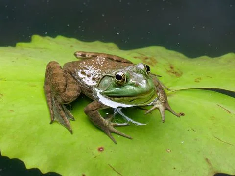 Closeup of bullfrog Stock Photos