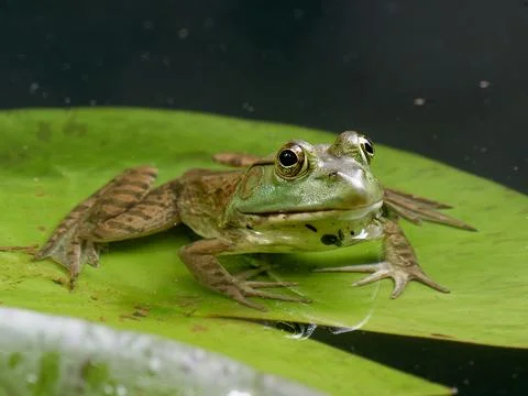 Closeup of bullfrog 库存照片