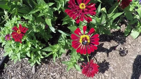 Closeup of a bumble bee on a bright red and yellow flower Stock-Footage 78251817