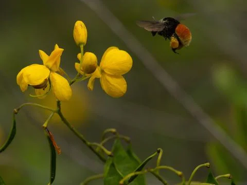 Closeup of bumble bee hovering over yellow flower Vilcabamba Ecuador Stock Photos