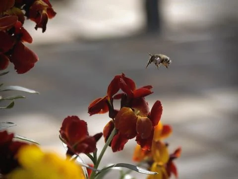 Closeup Of Bumble Bee Hovering Over Flower Stock Photos