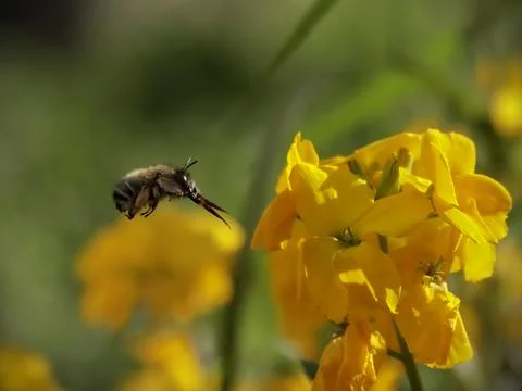 Closeup Of Bumble Bee Hovering Over Flower Stock Photos