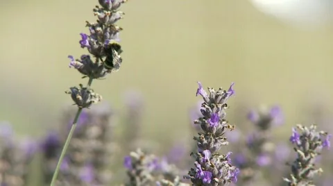 Closeup of bumble bee in lavender field Stock Footage 520519