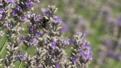 Closeup of bumble bee in lavender field 02 Stock Footage 520546