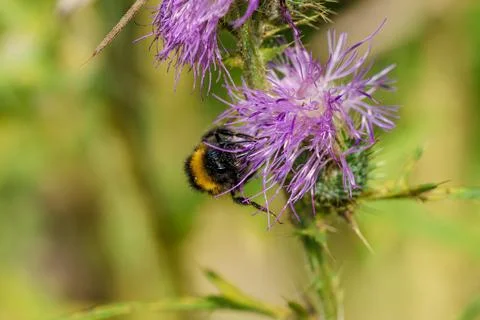 This is a CloseUp of a Bumblebee Actively Pollinating a Vibrant Purple Flow.. Foto stock
