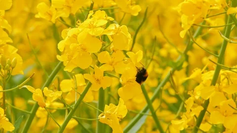 Closeup of a bumblebee and blooming rape plant Stock Footage 108960392