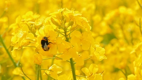 Closeup of a bumblebee and blooming yellow rape plant 動画素材 108959284