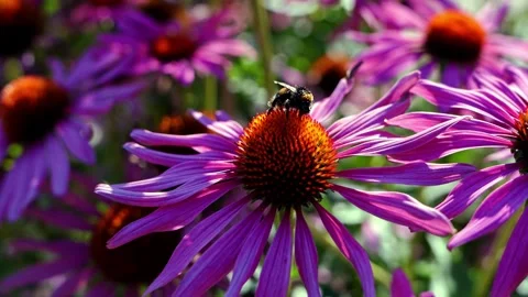 Closeup of bumblebee covered with pollen while feeding  Echinacea purpurea. Video stock 339558504