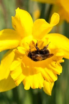 Closeup Bumblebee in Daffodil covered in pollen. Stock Photos