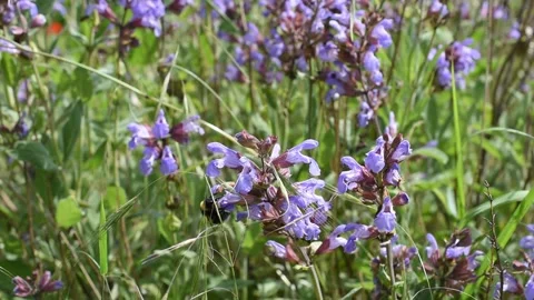 Closeup of a bumblebee Stock Footage 130578851