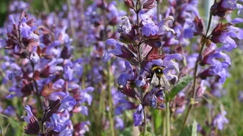 Closeup of a bumblebee Stock Footage 130757350