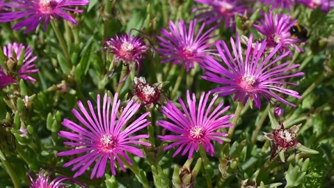 Closeup of a bumblebee Stock Footage 134863933