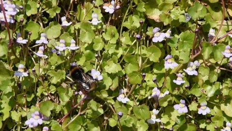 Closeup of a bumblebee Stock Footage 152451778