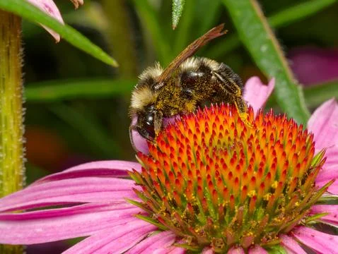 Closeup of Bumblebee gathering pollen 写真素材